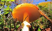 06 Amanita in rosso